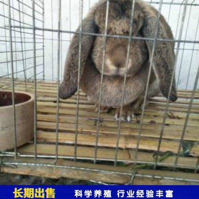 观赏改良公羊兔种兔 养殖技术指导 含绒量百分之50图3
