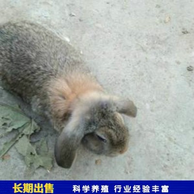 观赏改良公羊兔种兔 养殖技术指导 含绒量百分之50图2