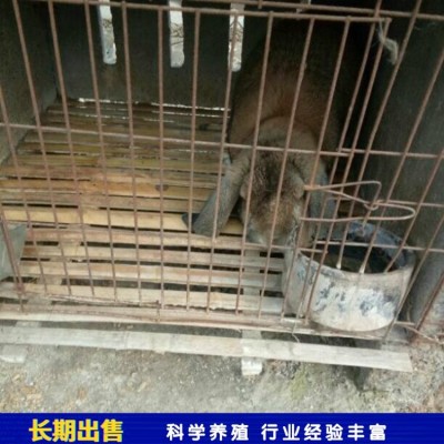 观赏改良公羊兔种兔 养殖技术指导 含绒量百分之50图5
