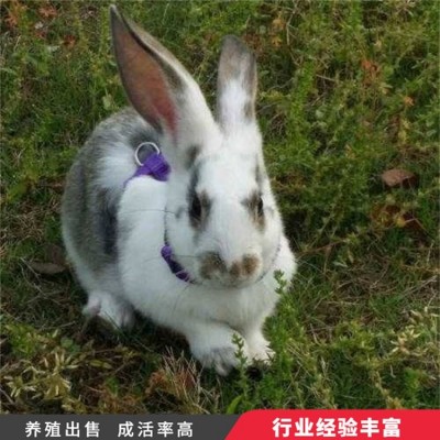 观赏杂交花巨兔种兔养殖 采食能力较强 头型偏宽图3