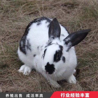 观赏杂交花巨兔种兔养殖 采食能力较强 头型偏宽图4