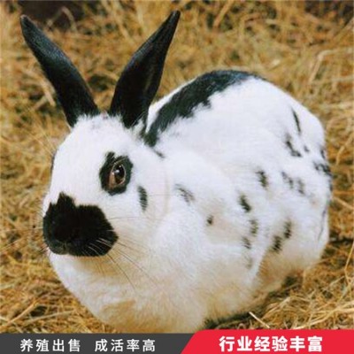 观赏杂交花巨兔种兔养殖 采食能力较强 头型偏宽图2