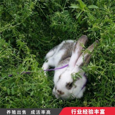 观赏杂交花巨兔种兔养殖 采食能力较强 头型偏宽图5