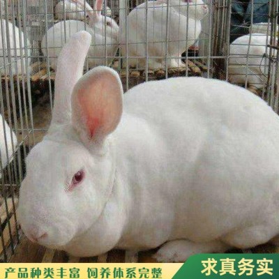观赏杂交新西兰肉兔养殖 养殖技术指导 好养易活图5
