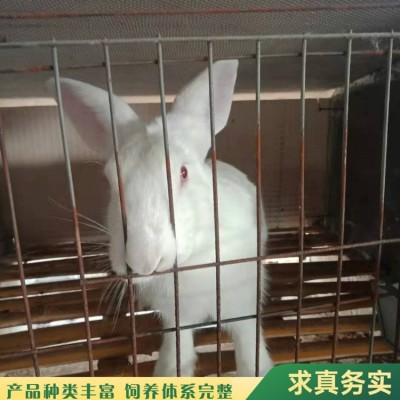 观赏杂交新西兰肉兔养殖 养殖技术指导 好养易活图4