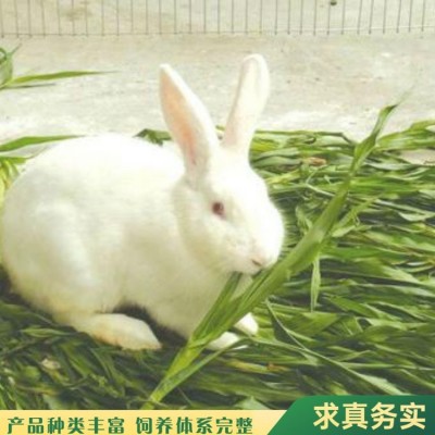 观赏杂交新西兰肉兔养殖 养殖技术指导 好养易活图2