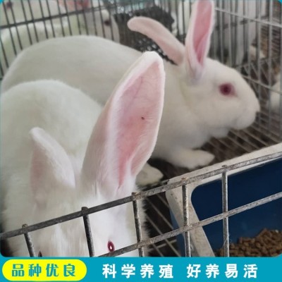 杂交观赏新西兰肉兔养殖 头型偏宽 采食能力较强图3