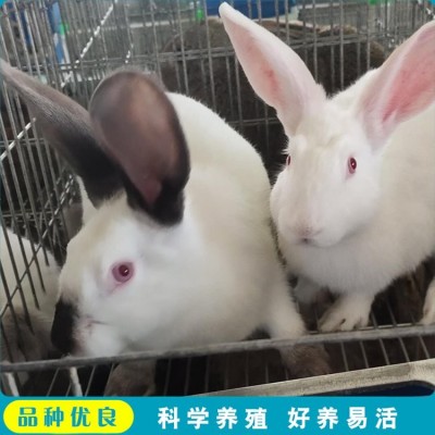 杂交观赏新西兰肉兔养殖 头型偏宽 采食能力较强图2