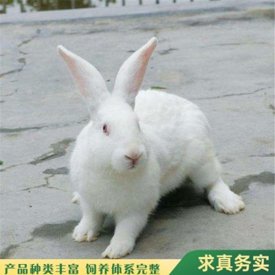 杂交观赏新西兰肉兔养殖 头型偏宽 采食能力较强图5