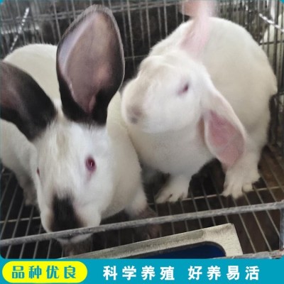 杂交观赏新西兰肉兔养殖 头型偏宽 采食能力较强图4