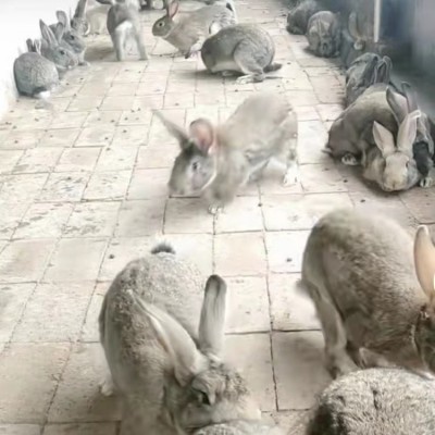 北京适合的兔子品种 天津兔子养殖 种兔养殖场图5