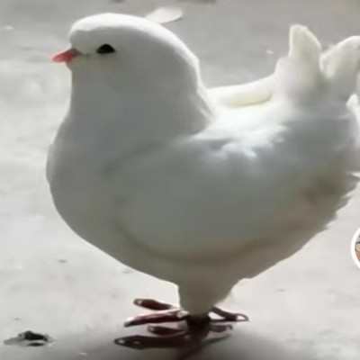 肉鸽品种选择 肉鸽养殖场 广场鸽子一对价格图2