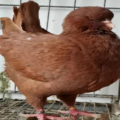 肉鸽品种选择 肉鸽养殖场 广场鸽子一对价格图3