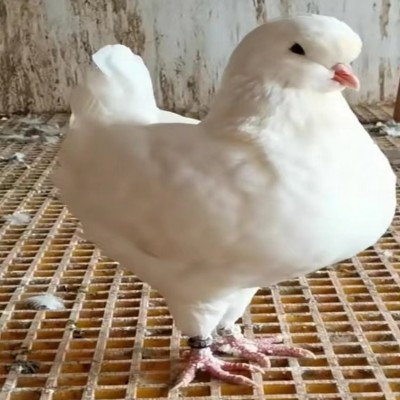 肉鸽品种选择 肉鸽养殖场 广场鸽子一对价格图4