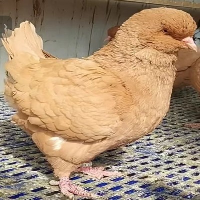 肉鸽品种选择 肉鸽养殖场 广场鸽子一对价格图5