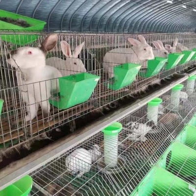 肉兔种兔价格 肉兔养殖场 肉兔种兔养殖 肉兔种兔饲养图2