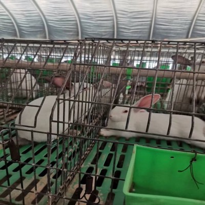 湖南种兔价格一只 辽宁肉兔一只价格 吉林种兔兔子养殖图5