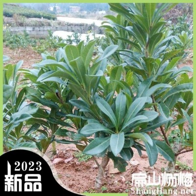 10年高压荸荠黑高峰白沙杨梅大杯苗 东魁地径5-8公分 冠幅58-80CM图3