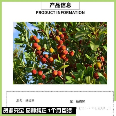 10年高压荸荠黑高峰白沙杨梅大杯苗 东魁地径5-8公分 冠幅58-80CM图2