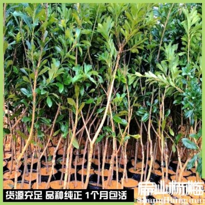 10年高压荸荠黑高峰白沙杨梅大杯苗 东魁地径5-8公分 冠幅58-80CM图5