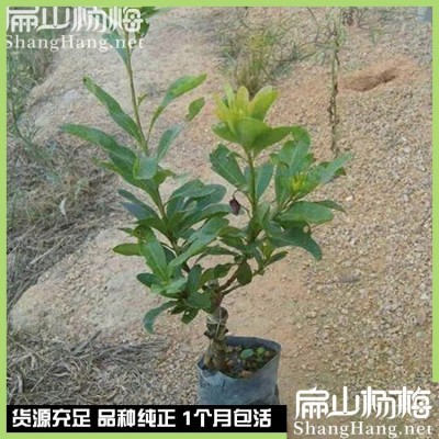 10年高压荸荠黑高峰白沙杨梅大杯苗 东魁地径5-8公分 冠幅58-80CM图4