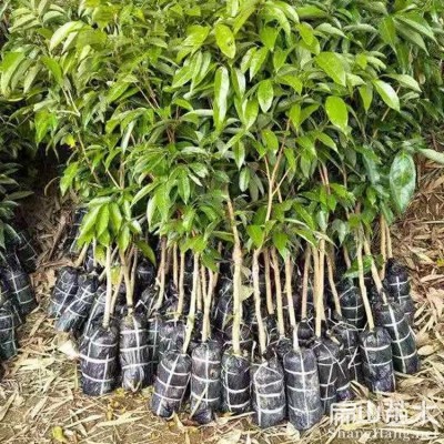 BS2024南北方结果 桂味糯米糍妃子笑无核树苖 当年结果种植基地10珠图2