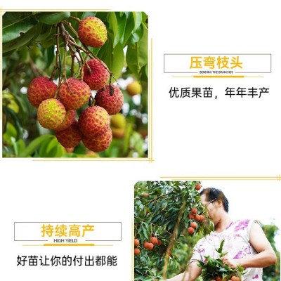 BS2024南北方结果 桂味糯米糍妃子笑无核树苖 当年结果种植基地10珠图4