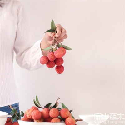 BS2024南北方结果 桂味糯米糍妃子笑无核树苖 当年结果种植基地10珠图5