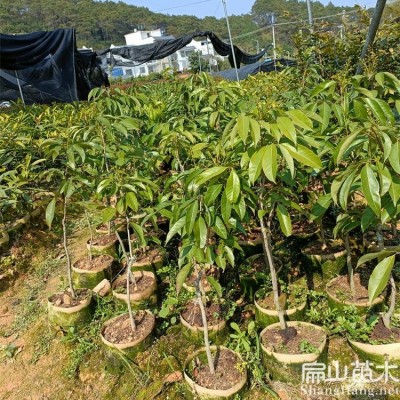 BS2024南北方结果 桂味糯米糍妃子笑无核树苖 当年结果种植基地10珠图3