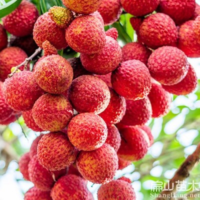 扁山大杯苗 桂味荔枝幼苗 裸根 袋苗 泥球30-50公分 矮化品种高80公分图3