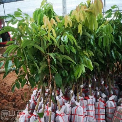 扁山大杯苗 桂味荔枝幼苗 裸根 袋苗 泥球30-50公分 矮化品种高80公分图4