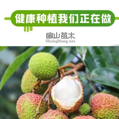 扁山大杯苗 桂味荔枝幼苗 裸根 袋苗 泥球30-50公分 矮化品种高80公分图5