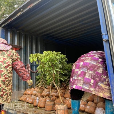 K口感好荔枝树苗品种 果树苗产地圆枝白糖三月红冰荔四季小杯苗图4