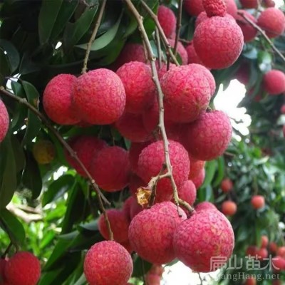 K口感好荔枝树苗品种 果树苗产地圆枝白糖三月红冰荔四季小杯苗图3
