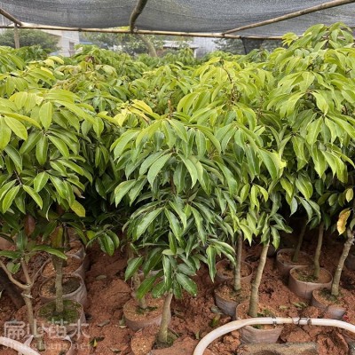 K口感好荔枝树苗品种 果树苗产地圆枝白糖三月红冰荔四季小杯苗图5