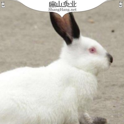 纯正一元伊拉兔 新西兰种兔子养殖基地一对 2-8斤左右图4