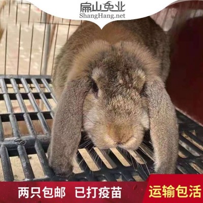 大型纯种公羊兔苗养殖基地 垂耳兔活体 麻灰色一组1公5母图2