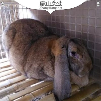 大型纯种公羊兔苗养殖基地 垂耳兔活体 麻灰色一组1公5母图3