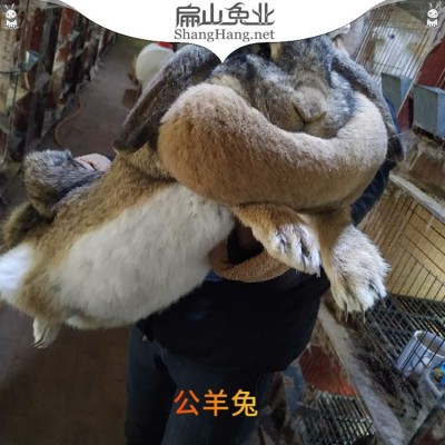 大型纯种公羊兔苗养殖基地 垂耳兔活体 麻灰色一组1公5母图4