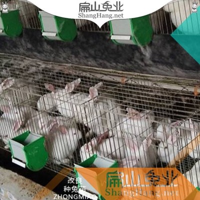 吃草兔满月兔苗 幼小兔子 月月兔 每月一窝6-15只图3