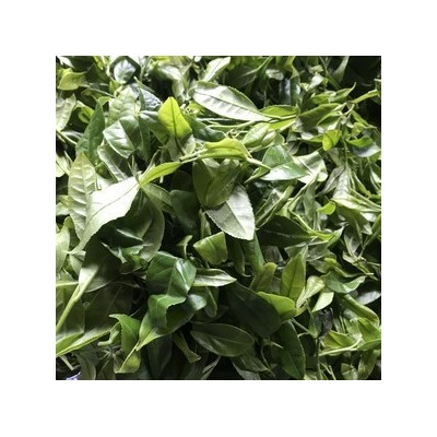 厂家大量批发新茶春茶浓香型绿茶香茶支持取样图4