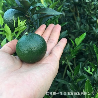 新会陈皮茶叶小青柑 青柑崖茶 石崖茶图5