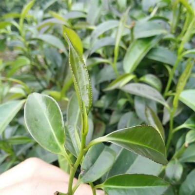 漓江阳发新茶厂家直销 广西石崖茶 猴摘茶 平乐石崖茶图2