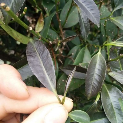新茶漓江阳发广西特产白石崖茶 广西石崖茶 平乐特产图4