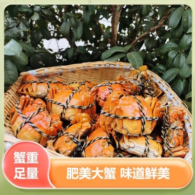 大闸蟹鲜活 现货生鲜礼盒团购 原产地直发 谷垛农业图4
