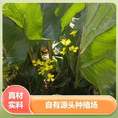 非物质文化遗产红菜薹 原产地菜薹蔬菜 谷垛农业图2