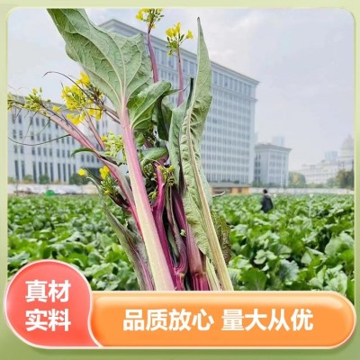 非物质文化遗产红菜薹 原产地菜薹蔬菜 谷垛农业图5