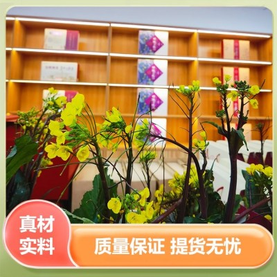 非物质文化遗产红菜薹 原产地菜薹蔬菜 谷垛农业图3