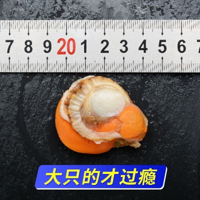 扇贝肉新鲜鲜活冷冻带黄扇贝柱粉丝蒜蓉扇贝商用批发虾夷海鲜水产图3