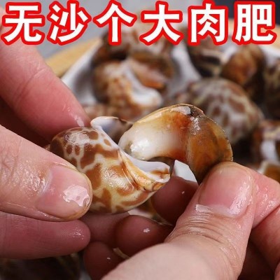 花螺鲜活新鲜海螺鲜冻特大号泥螺东风螺海鲜水产贝类商用特大花螺图3